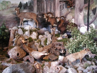 muzeum polovnictvo 2