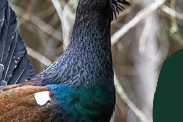 Chovateľská prehliadka poľovníckych trofejí 2023