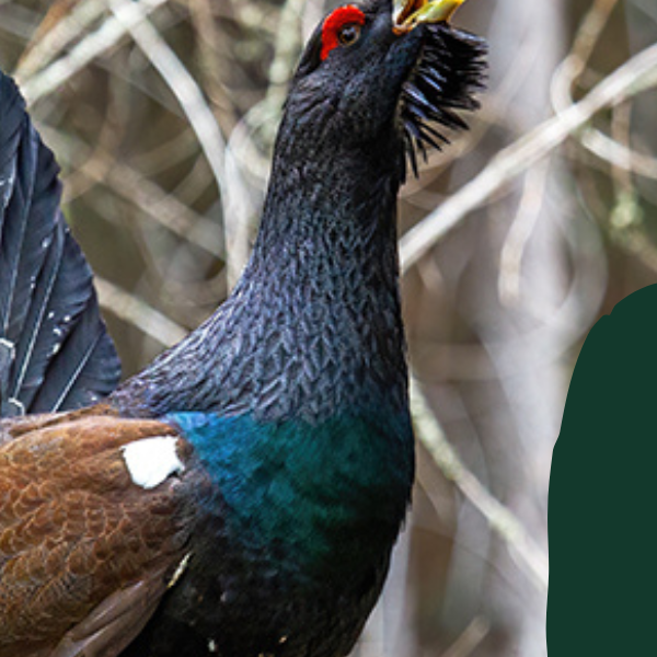 Chovateľská prehliadka poľovníckych trofejí 2023