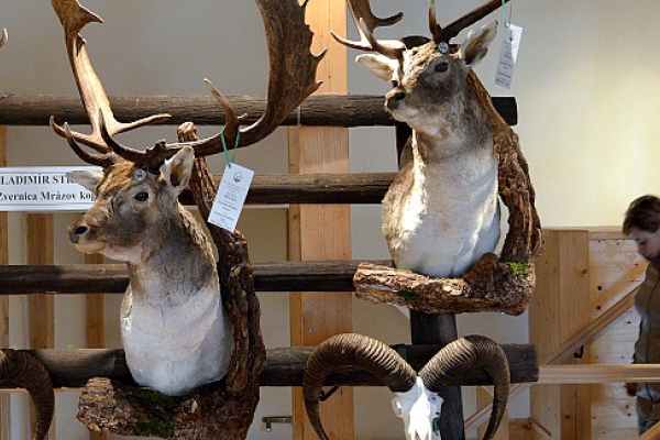 Chovateľská prehliadka trofejí 2016