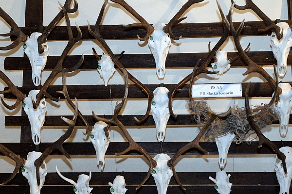 Chovateľská prehliadka trofejí 2017